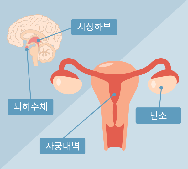 뇌하수체-시상하부-자궁-난소